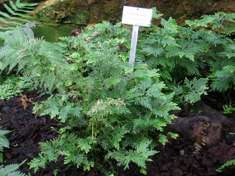 Selaginella elmeri