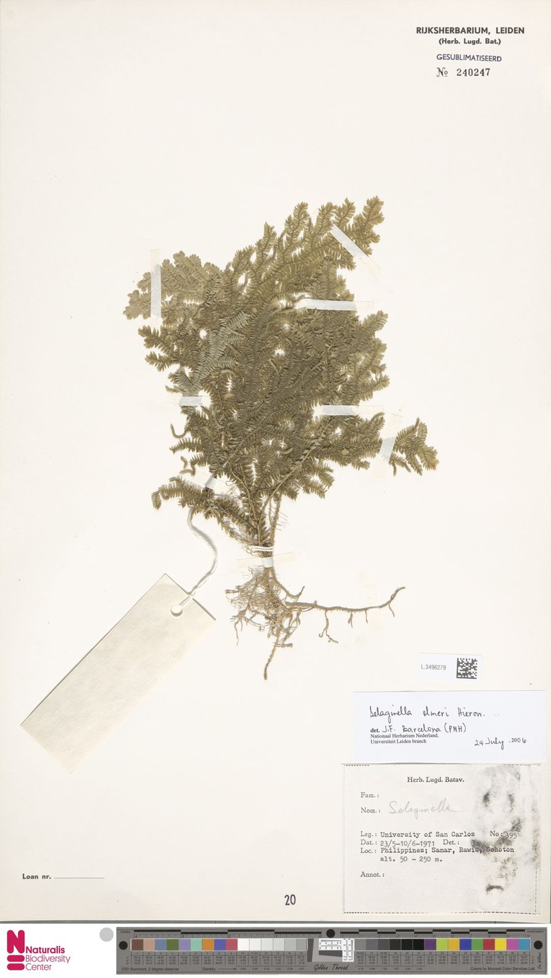 Selaginella elmeri photo 2