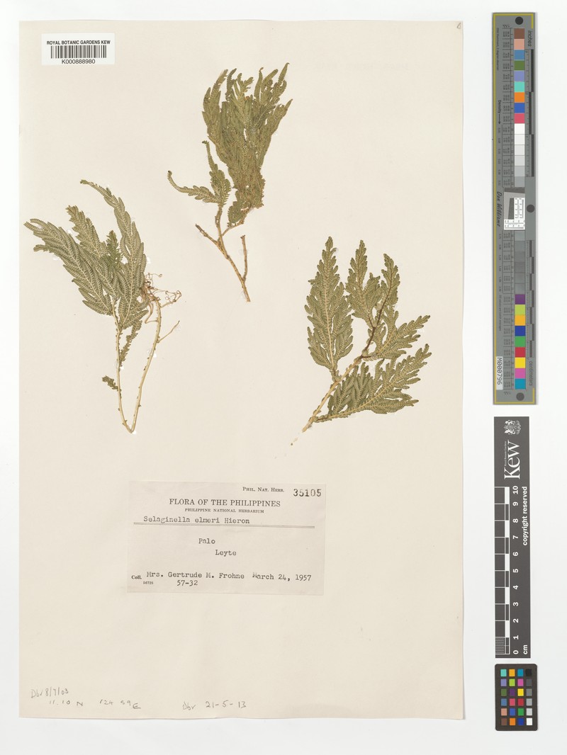 Selaginella elmeri photo 3