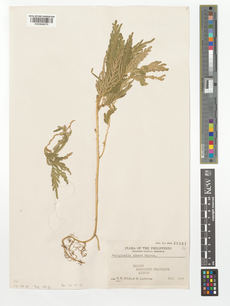 Selaginella elmeri photo 4