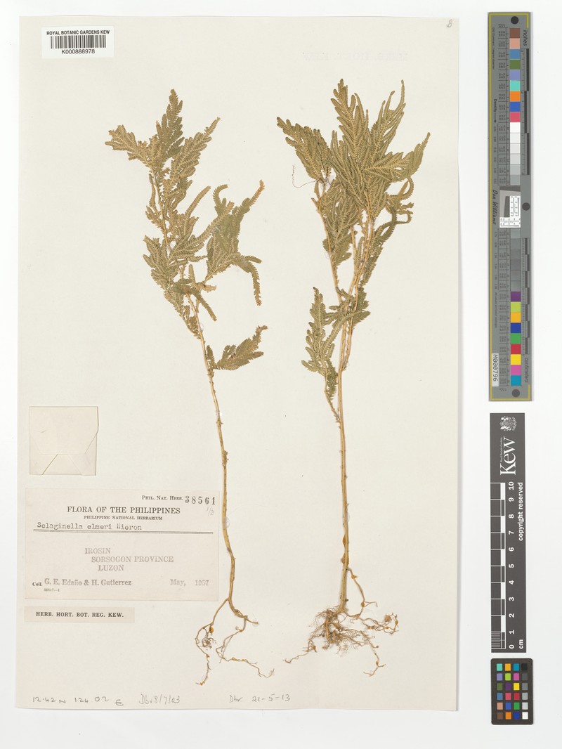 Selaginella elmeri photo 5