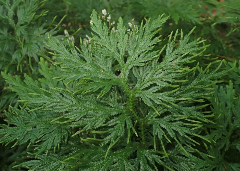 Selaginella elmeri photo 6