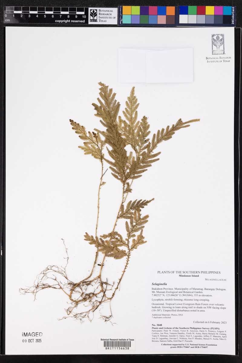 Selaginella engleri