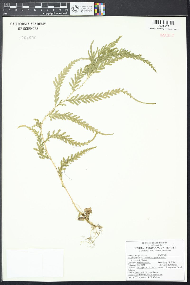 Selaginella engleri photo 2