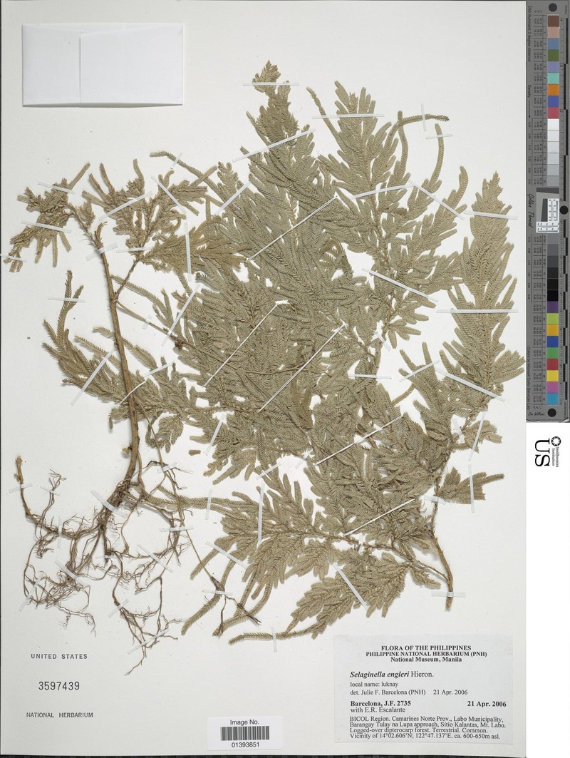 Selaginella engleri photo 3