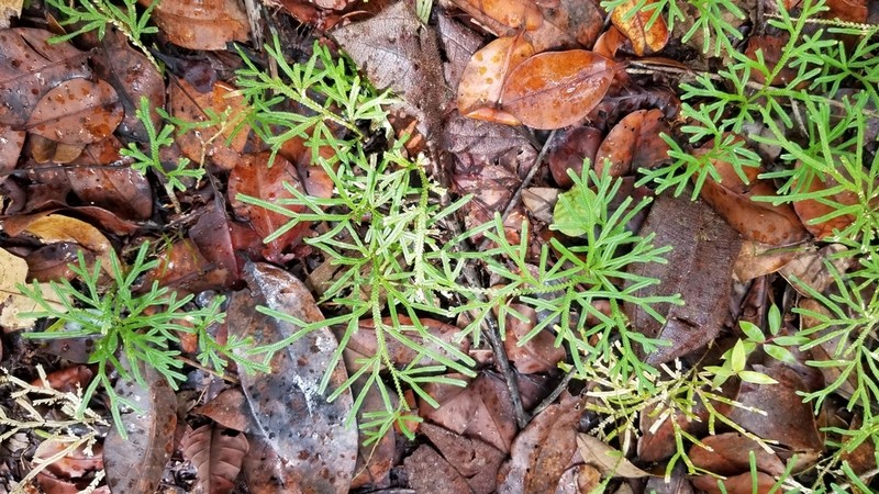 Selaginella epirrhizos