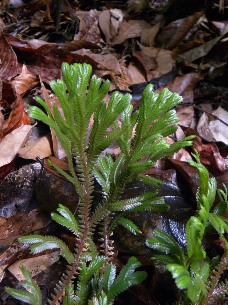 Selaginella epirrhizos photo 2