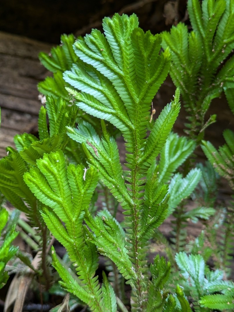 Selaginella epirrhizos photo 3