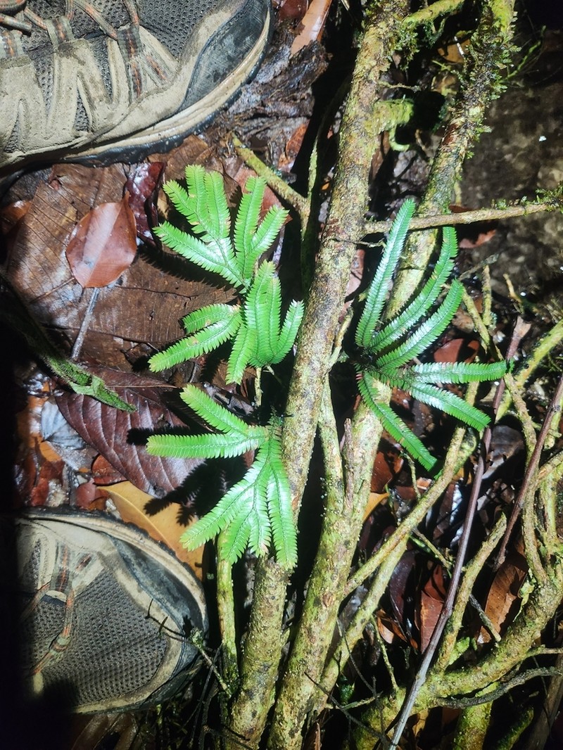 Selaginella epirrhizos photo 4