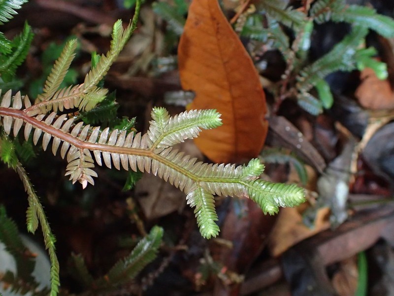 Selaginella epirrhizos photo 5