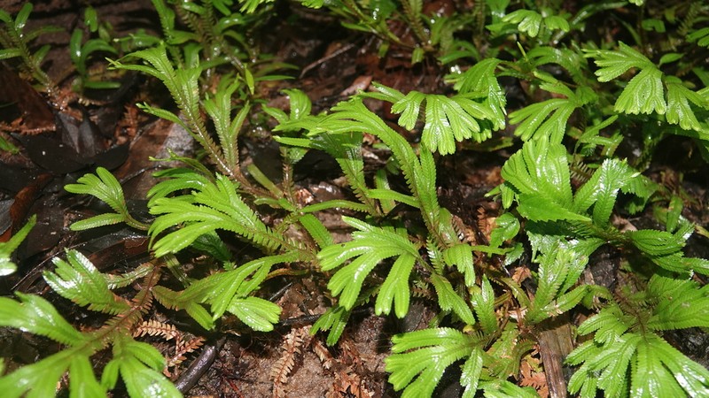 Selaginella epirrhizos photo 6