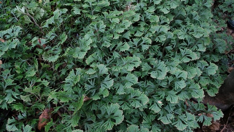 Selaginella epirrhizos photo 7