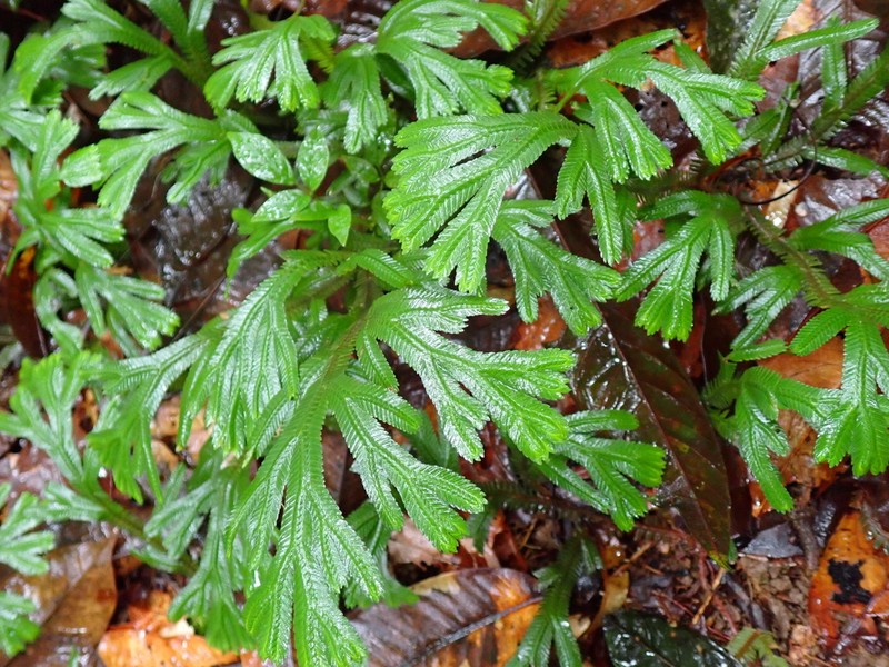 Selaginella epirrhizos photo 8