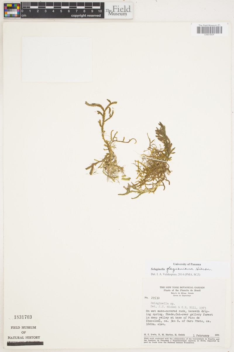Selaginella erectifolia