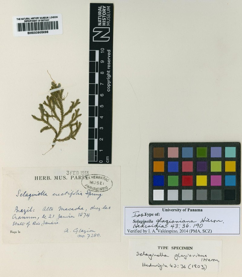 Selaginella erectifolia photo 2