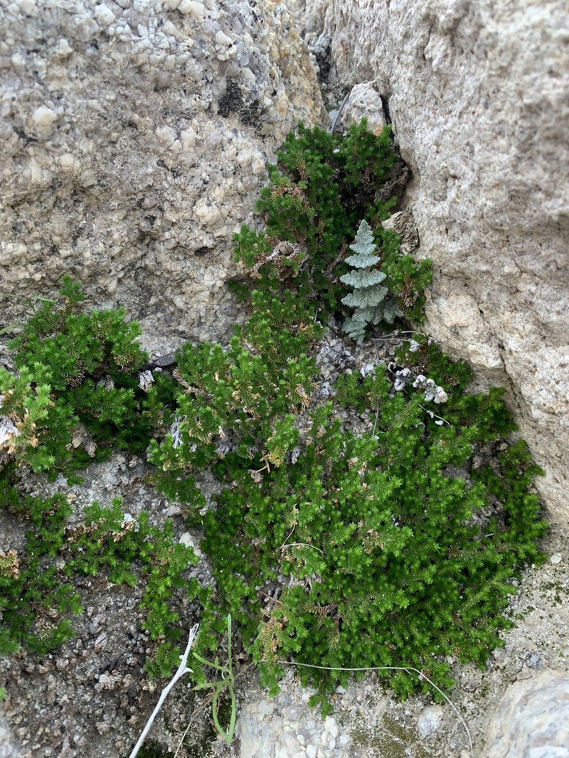 Desert Spikemoss photo 2