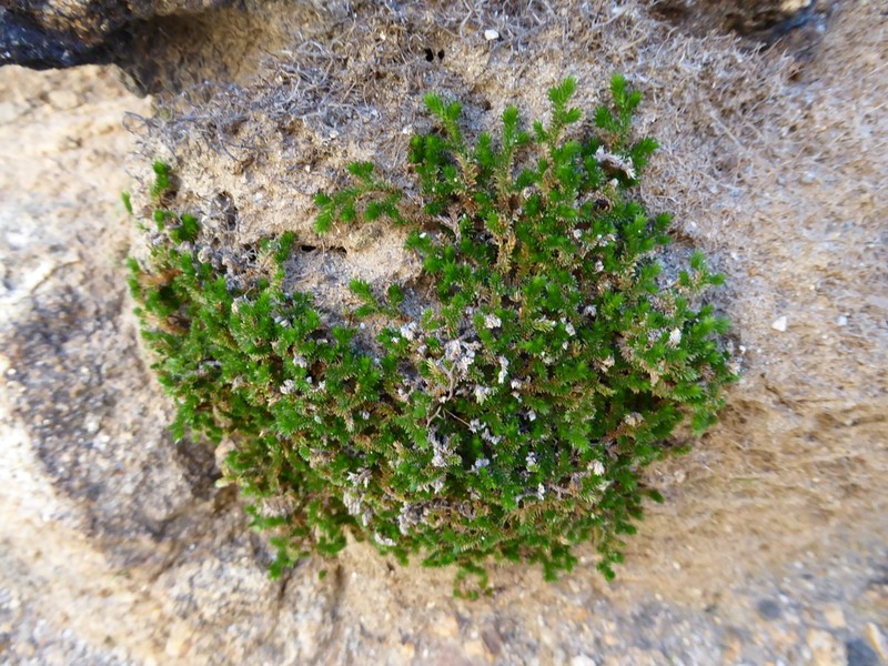 Desert Spikemoss photo 3