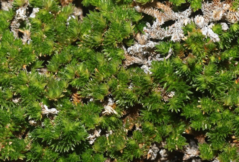 Desert Spikemoss photo 4