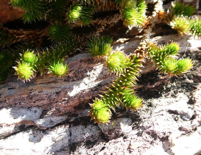Desert Spikemoss photo 5