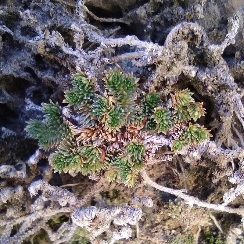 Desert Spikemoss photo 6