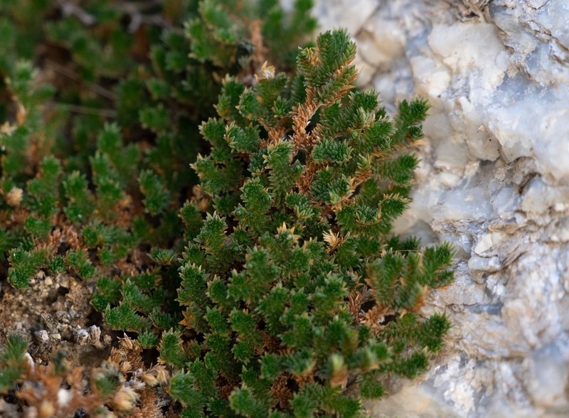 Desert Spikemoss photo 7