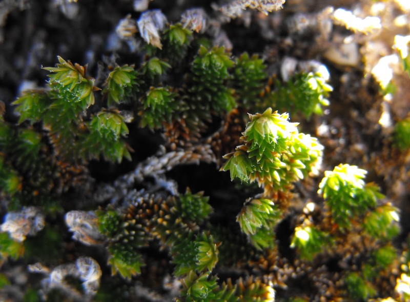 Desert Spikemoss