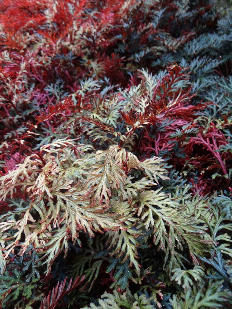 Selaginella erythropus
