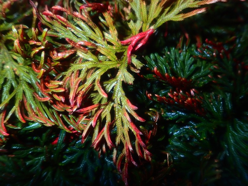 Selaginella erythropus photo 2