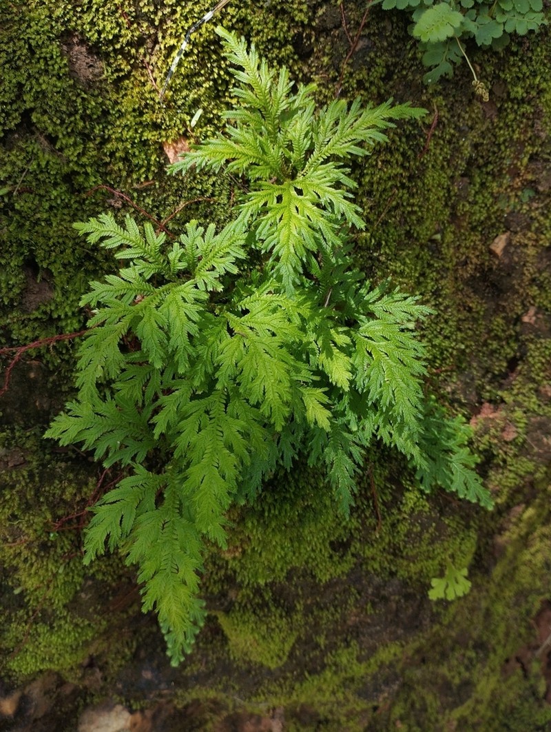 Selaginella erythropus photo 3