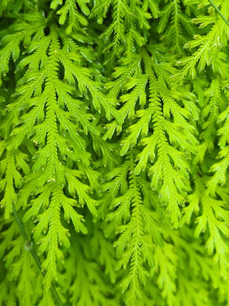 Selaginella erythropus photo 4