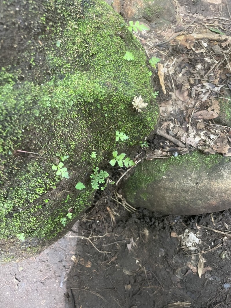 Selaginella erythropus photo 5