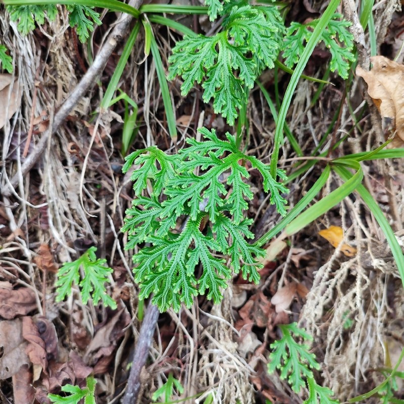 Selaginella erythropus photo 6