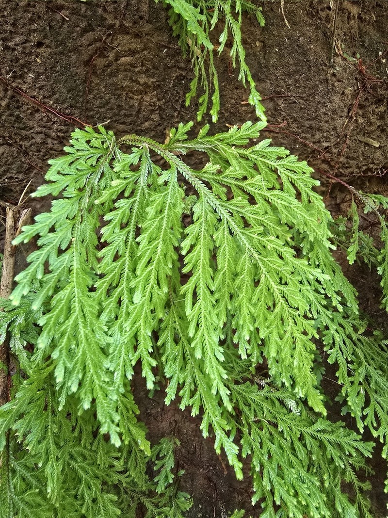 Selaginella erythropus photo 7