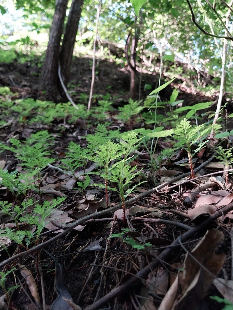Selaginella erythropus photo 8