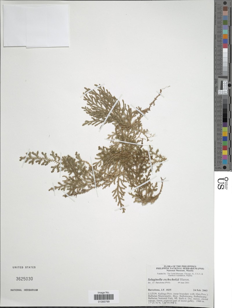 Selaginella eschscholzii
