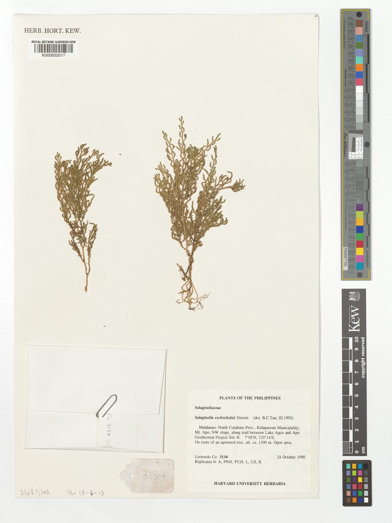 Selaginella eschscholzii photo 2