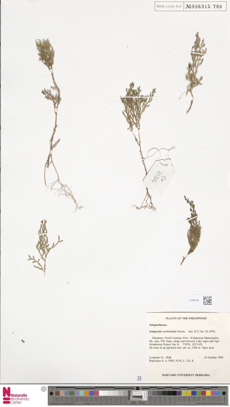 Selaginella eschscholzii photo 3