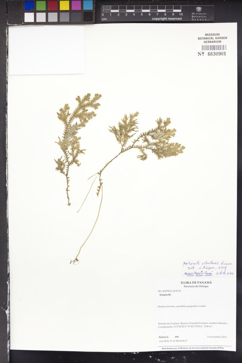 Selaginella estrellensis