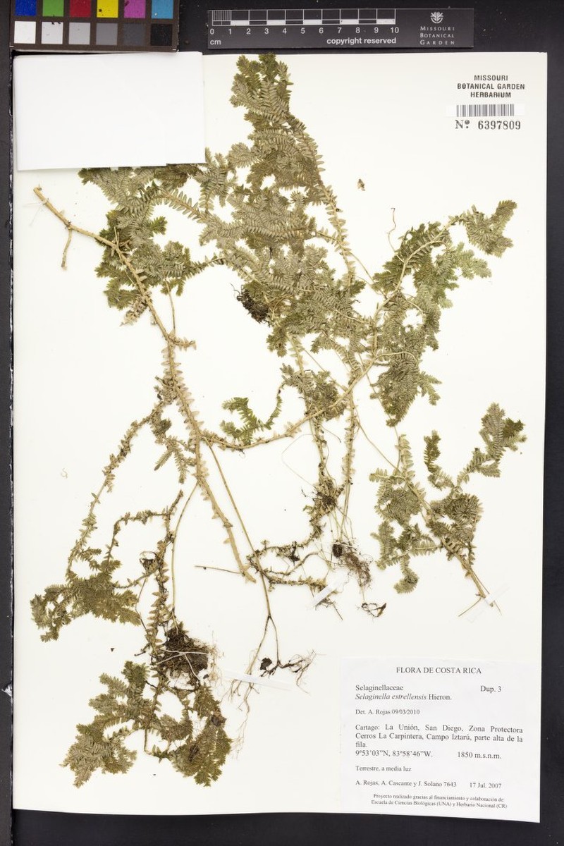 Selaginella estrellensis photo 2