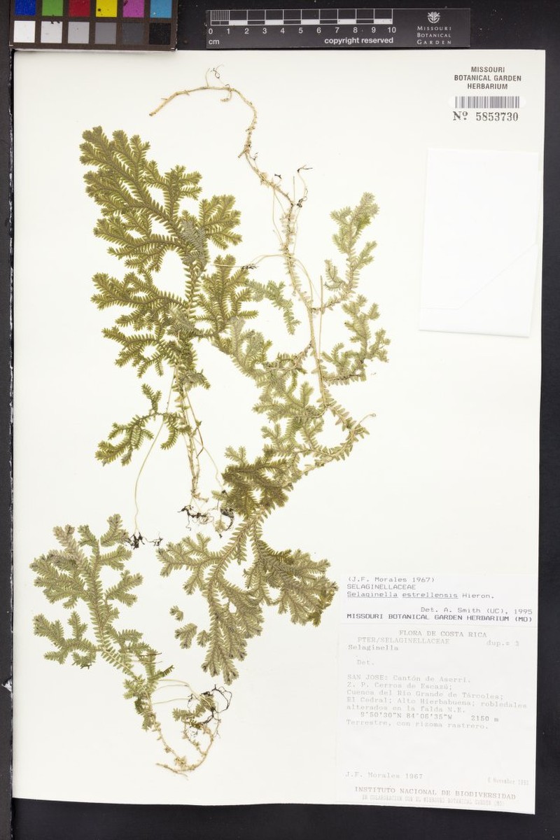 Selaginella estrellensis photo 3