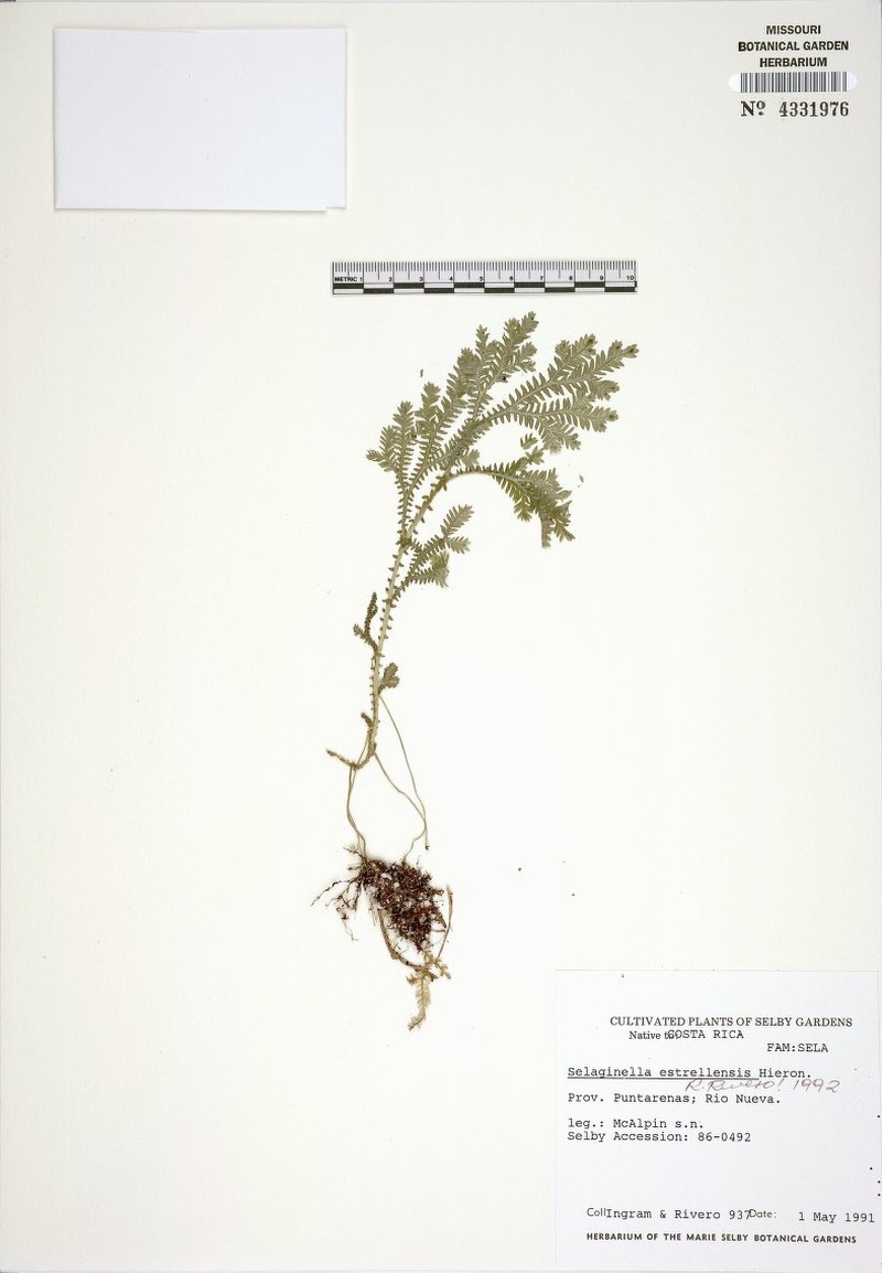 Selaginella estrellensis photo 4