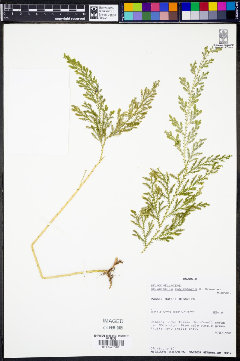 Selaginella eublepharis
