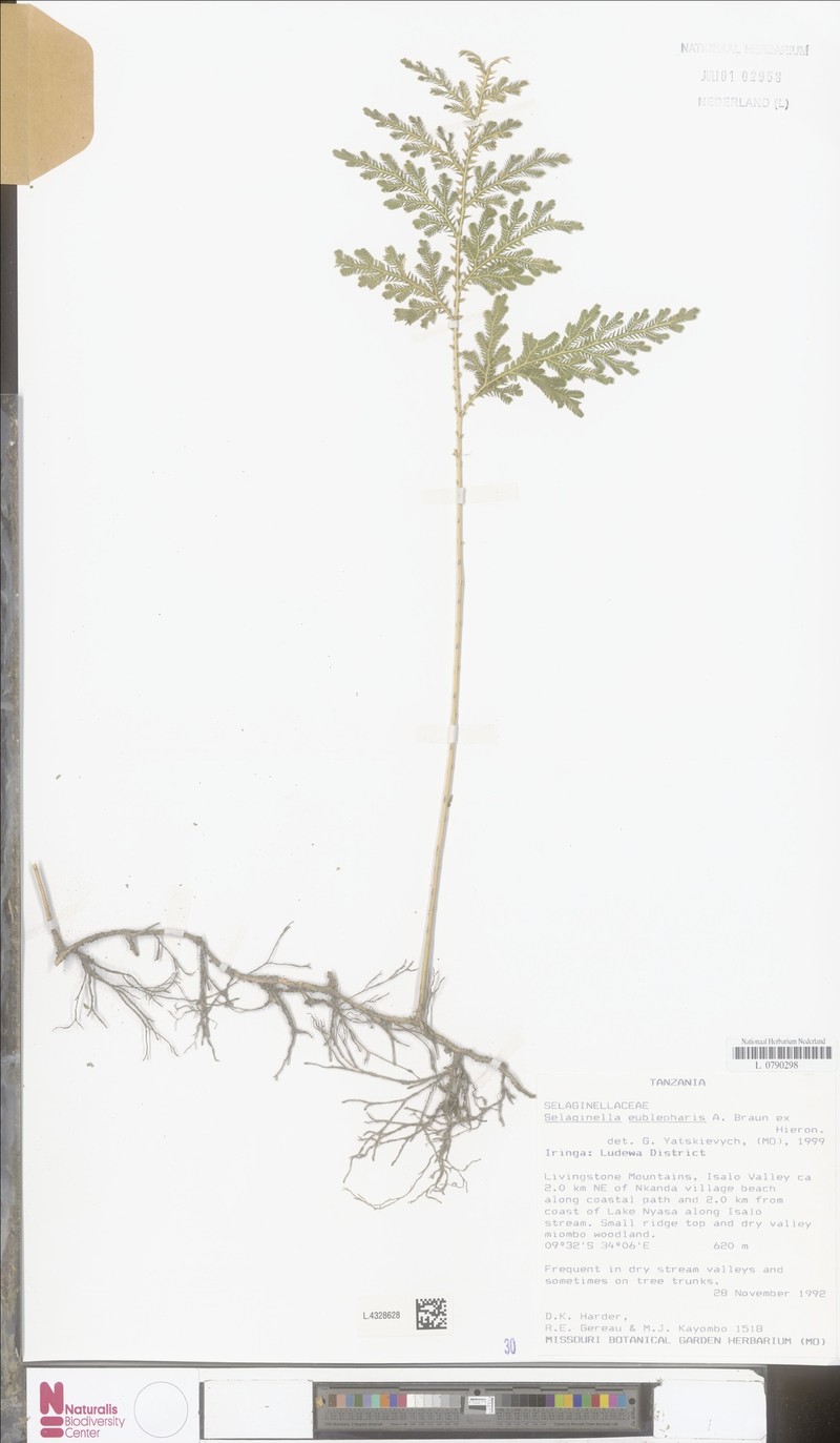 Selaginella eublepharis photo 2
