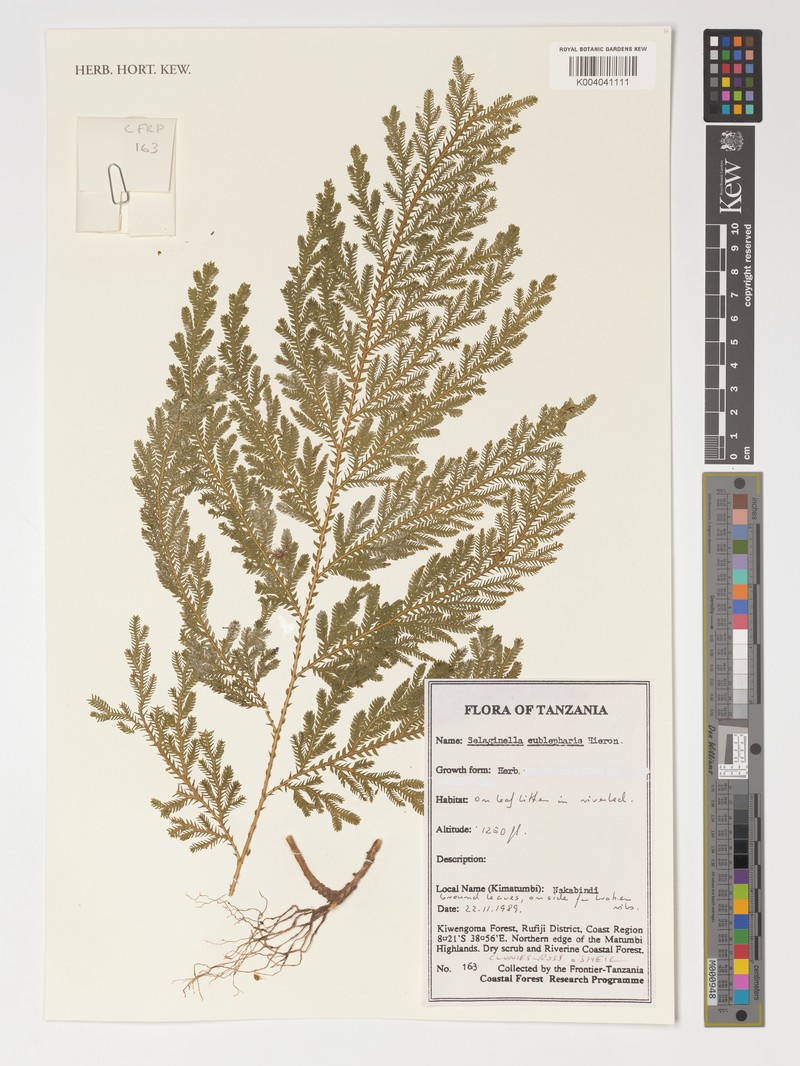 Selaginella eublepharis photo 3