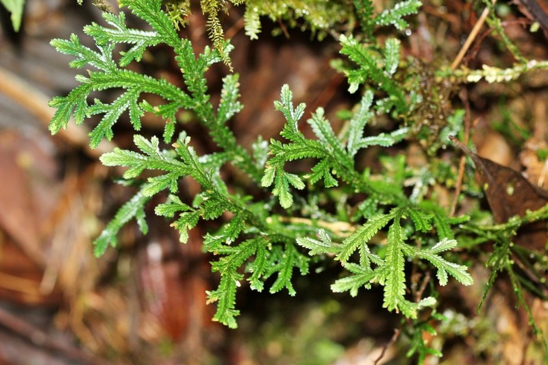 Selaginella euclimax photo 2