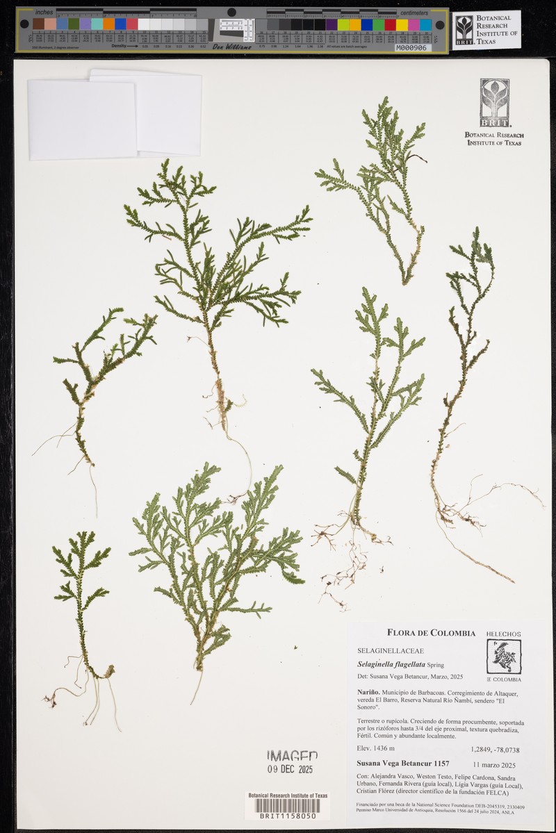 Selaginella euclimax photo 3