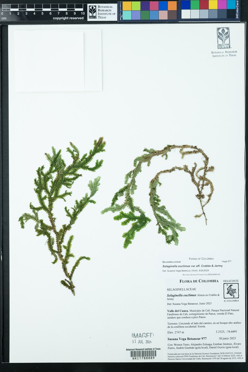 Selaginella euclimax photo 4