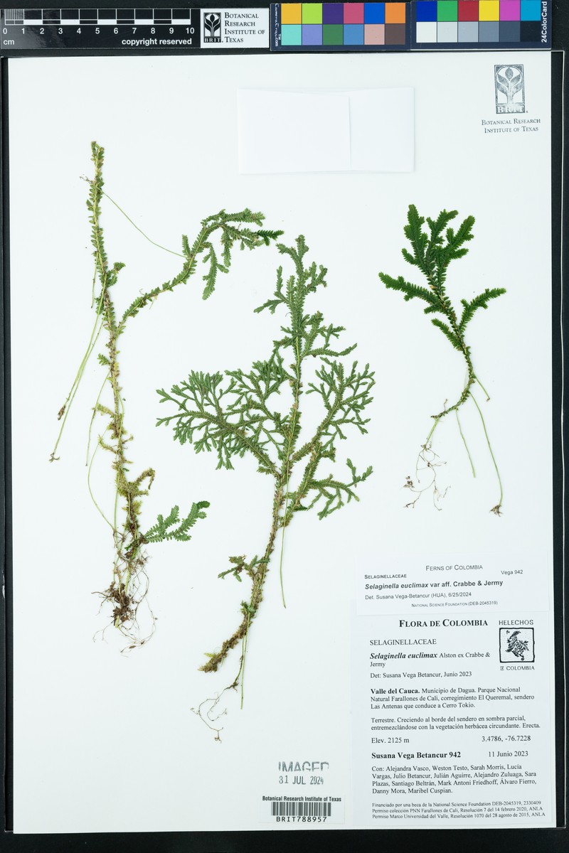 Selaginella euclimax photo 5