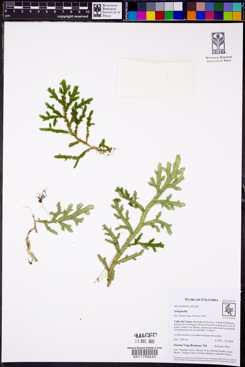 Selaginella euclimax photo 6