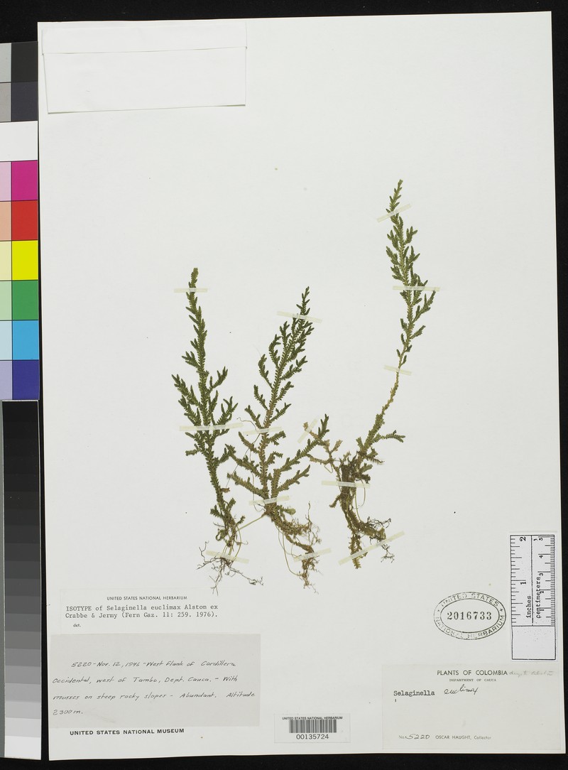 Selaginella euclimax